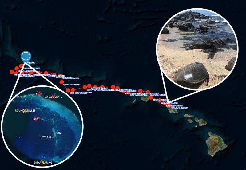 Track of a green sea turtle from foraging to nesting site across the Hawaiian islands.