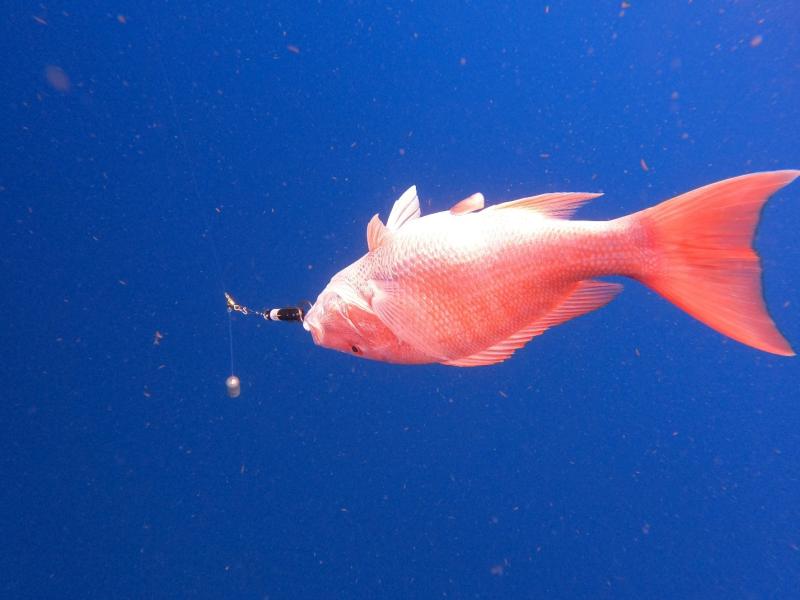 Red snapper with descending device