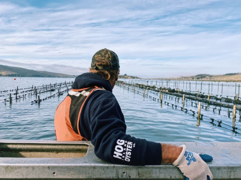 An Oyster Farmer on the Hog Island Oyster Company's farm, standing near the long lines in the Tomales Bay that hold the Seapa Oyster baskets in place.