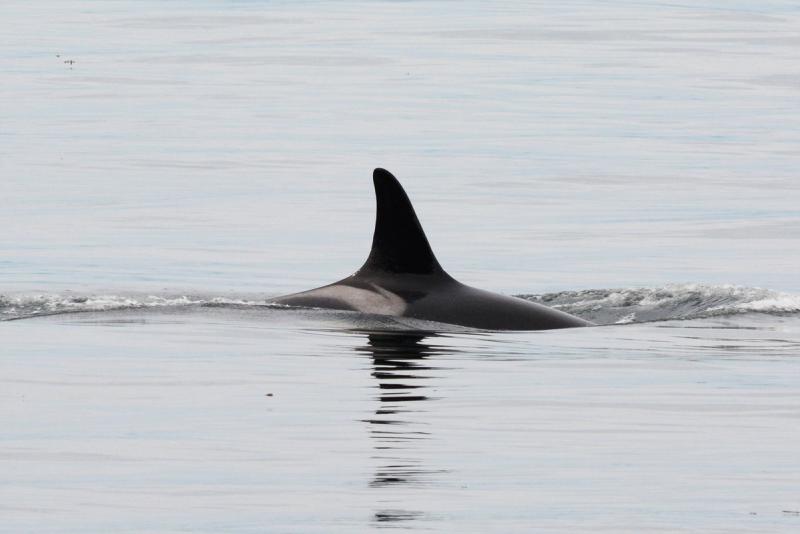 Killer whale at sea