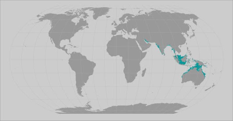 Narrow sawfish range map
