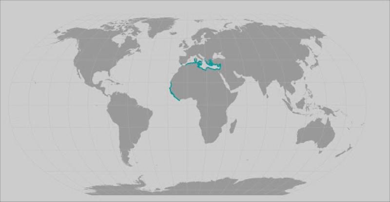 Sawback angleshark range map