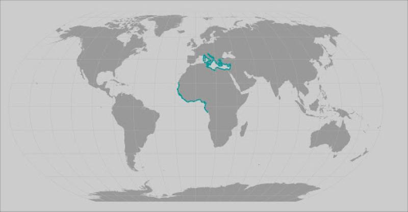 Smoothback angle shark range map