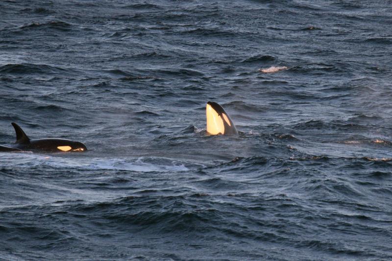 Killer whales at sea