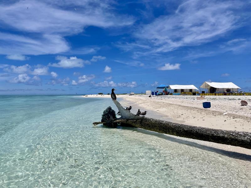 The field camp site on Southeast Island, Manawai (Pearl and Hermes Atoll).  Credit:  NOAA Fisheries.