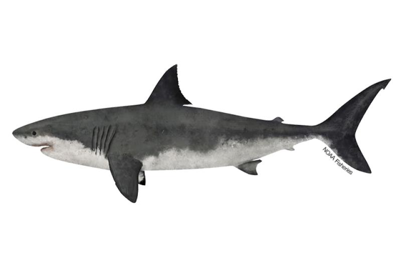 Comprar o SHARK! SHARK!