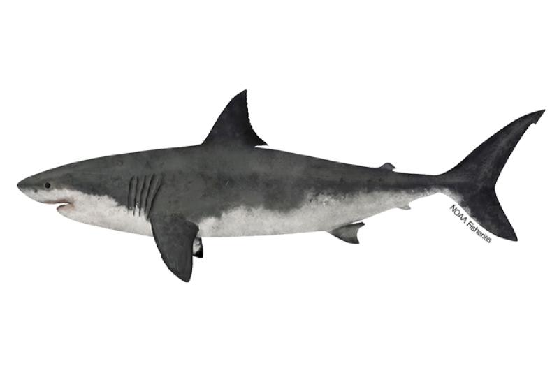 https://www.fisheries.noaa.gov/s3/styles/original/s3/2021-11/640x427-Shark_Great_White_NB_W.jpg?itok=0zJMbVbx