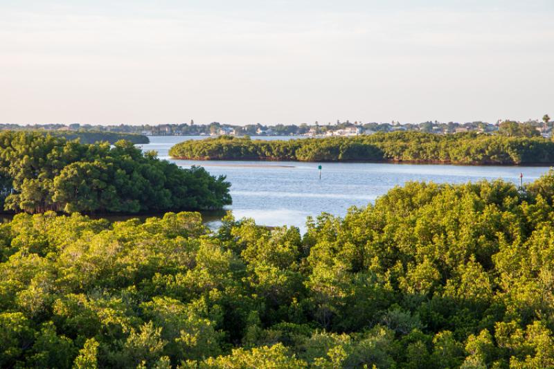 Mangroves along an estuary
