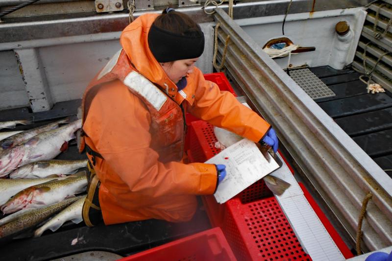 Fisheries observer taking fish measurements on the deck of a vessel