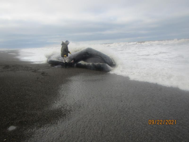 A Tribal member stands next to a stranded bowhead whale that was killed by killer whale predation. Blue sky, white waves, and a dark sand beach. 