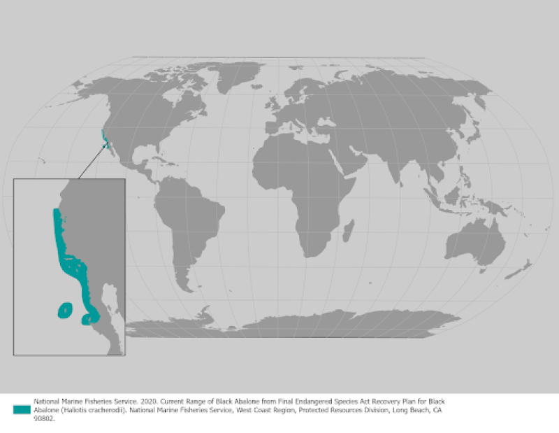 Black abalone range map