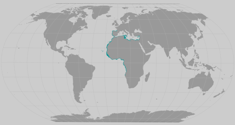 common guitarfish range map
