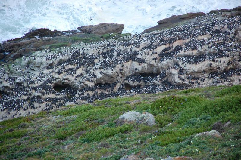 Hundreds of birds on a rocky shore