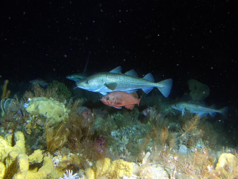 Pacific cod and northern rockfish swimming among coral