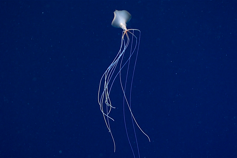 Big fin squid