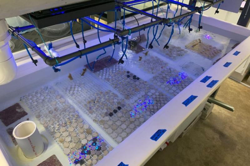 Coral recruits in a flow-through tank.