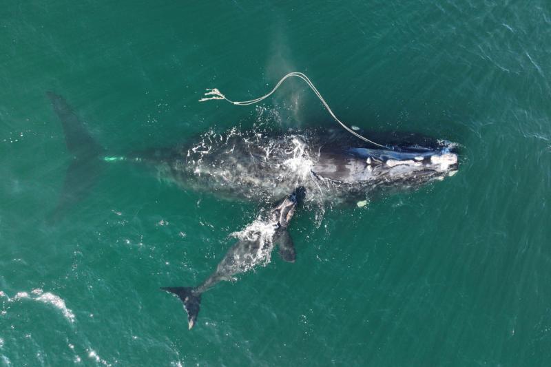 Snow Cone, an North Atlantic right whale, entangled in fishing rope with her newborn calf