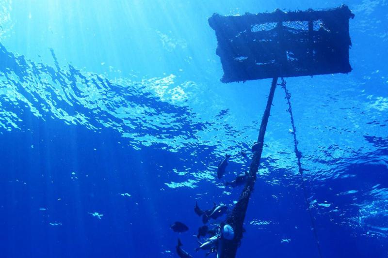 FAD seen from underwater