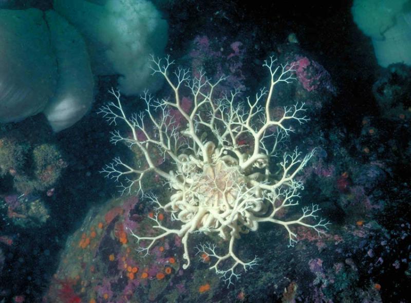 Photo of a cream-colored basket star with delicate, lacy arms extended over a rock encrusted with colorful orange and purple animals on the Alaska seafloor.