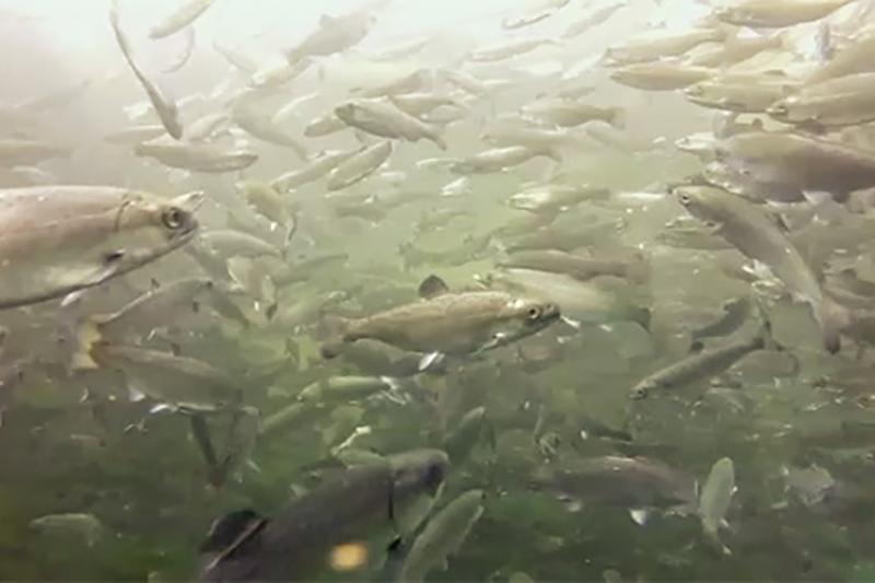 Juvenile Chinook salmon.