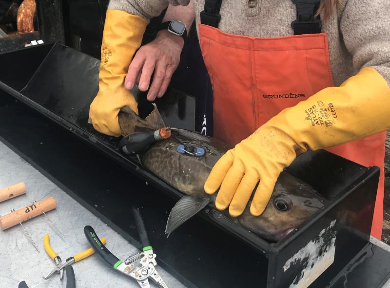 A gloved person applies a satellite tag to a pacific cod
