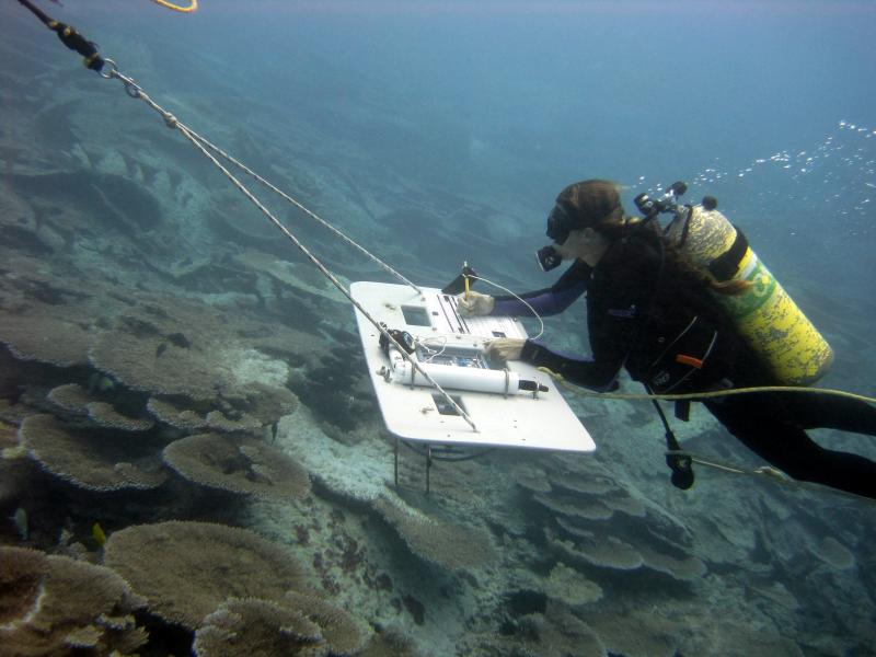 Diver records information on coral reefs