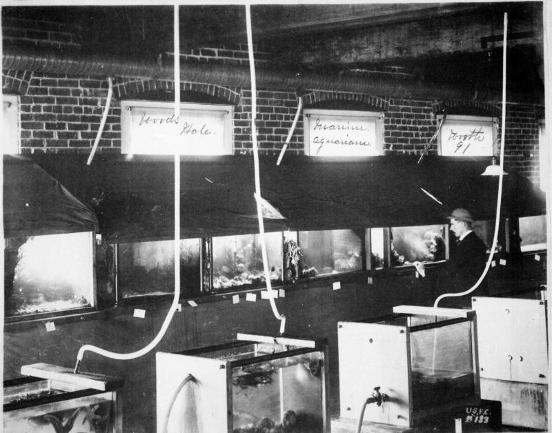 Man dressed in a suit with hat looks at one of the lighted tanks partially covering windows along the wall of the old fisheries aquarium. Hoods over the top of the tanks deflect light from the windows visible at top. Many other tanks fill the room, including a row of small open tanks across the aisle at the bottom of the open. White power cords hang down from the ceiling to each tank. 