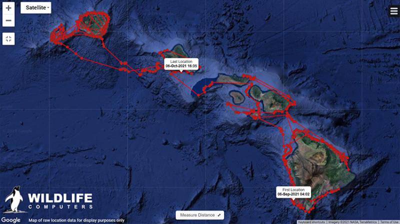 Satellite map of raw location data for false killer whale HIPc808 in 2021. 
