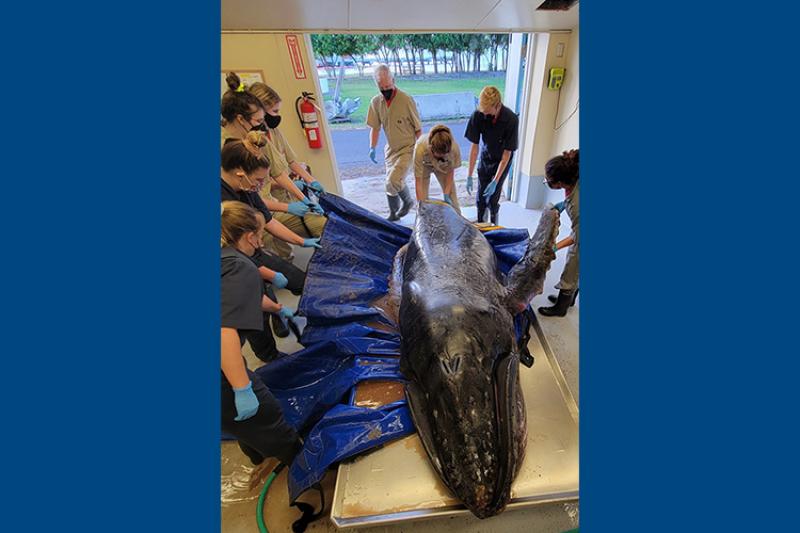 Trained team safely hauling a deceased humpback whale calf onto a table with a blue tarp.
