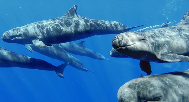 Pods of swimming false killer whales.