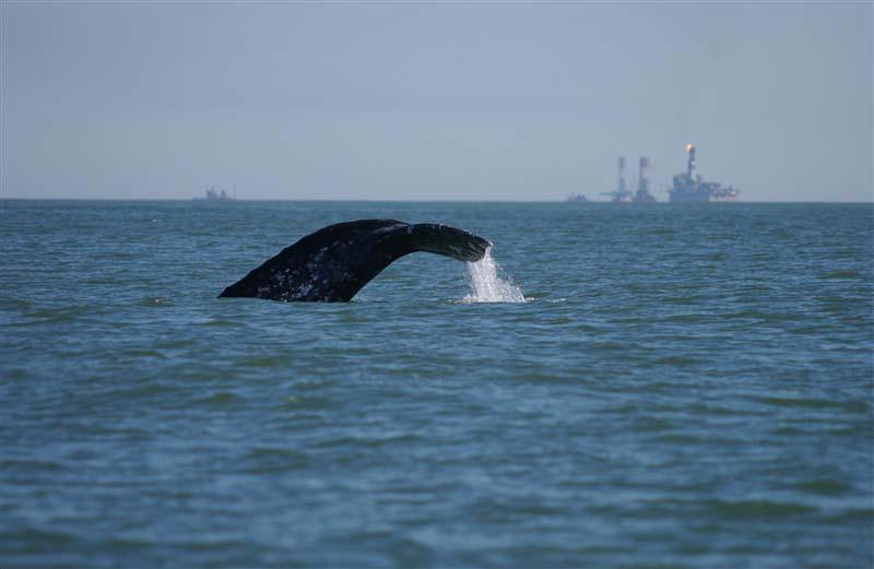 A western gray whale feeding in the Okhotsk Sea off northeastern Sakhalin Island, Russia