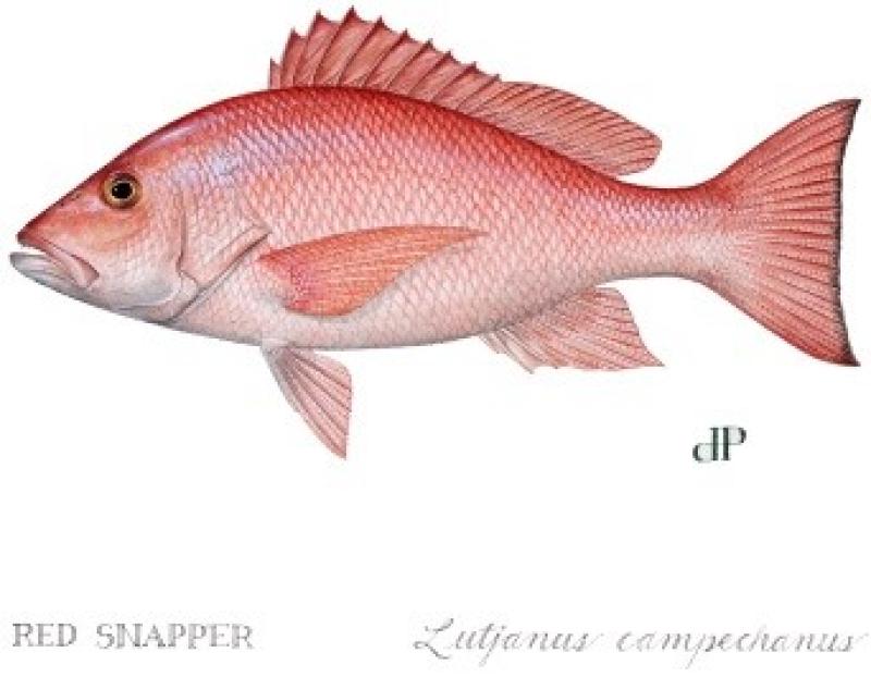 Red snapper picture