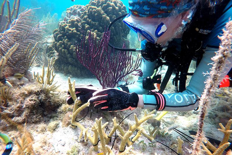 A diver planting a coral underwater