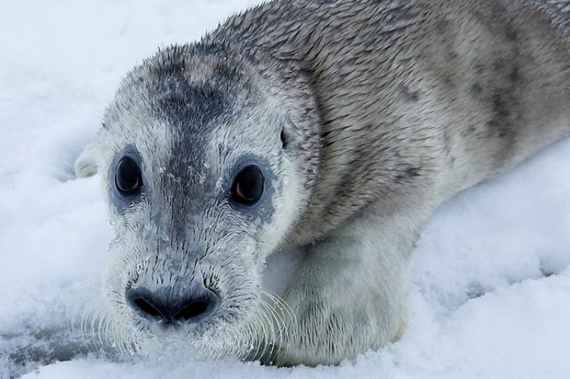 A bearded seal pup
