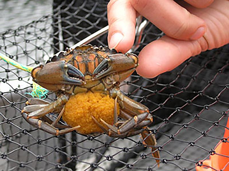 A female European green crab with its egg mass.