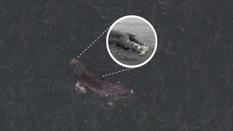 Dead right whale calf (#3560) found floating off New Jersey on June 25, 2020, following vessel collisions