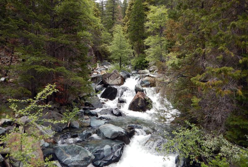 Stream flowing over rocks in a wooded area