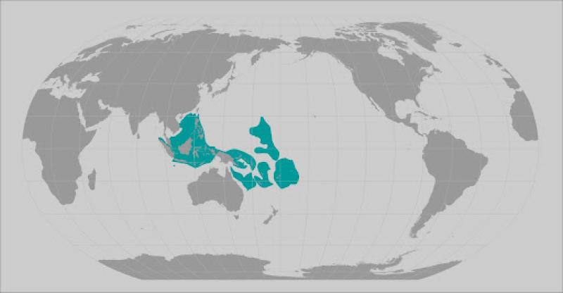 World map providing approximate representation of the Isopora crateriformis coral's range map