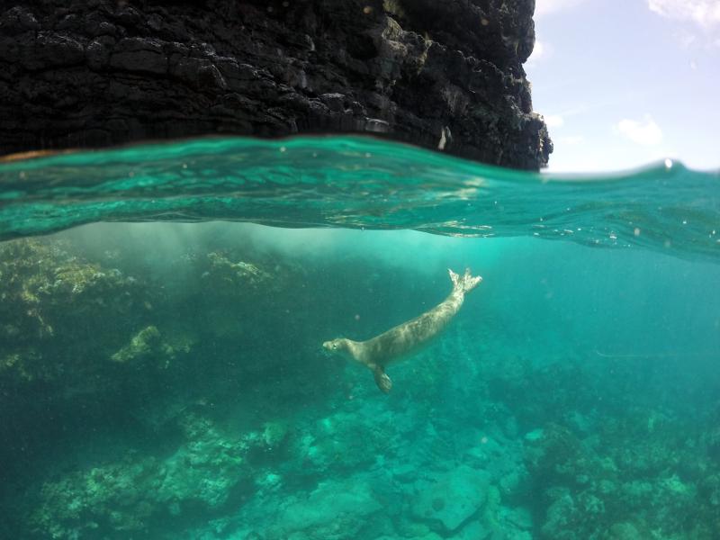 A seal dives off the coast of Nihoa island. It’s easy to imagine how biologists could miss the seals out to sea in a single-day survey. Credit: NOAA Fisheries (Permit #22677)