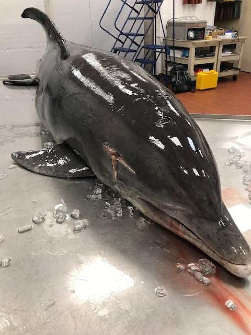 Impaled dolphin Fort Myers