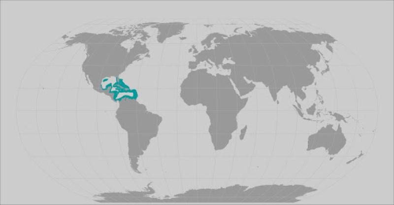 Lobed star coral map
