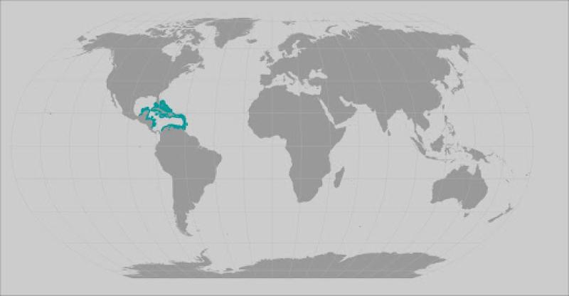 pillar coral's range map