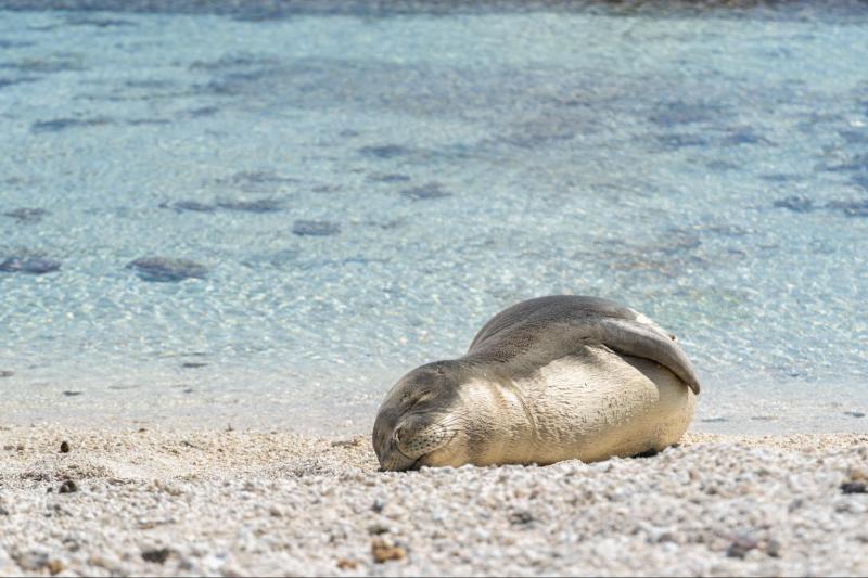 A juvenile Hawaiian monk seal rests on the beach. Credit: NOAA Fisheries (NMFS Permit #22677; PMNM Permit #2021-015)