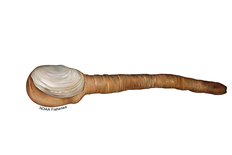 Side-view illustration of geoduck showing tan, long siphon (neck) and small white shell. NOAA Fisheries text along bottom of siphon.