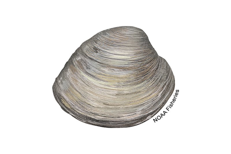 Illustration of hard clam/Northern quahog with gray shell and brown, black, and white line details NOAA Fisheries text along shell.