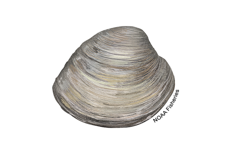 Northern Quahog