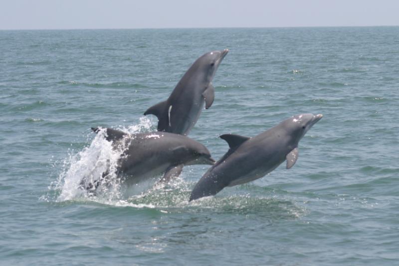 Breaching dolphins along coastal Georgia.