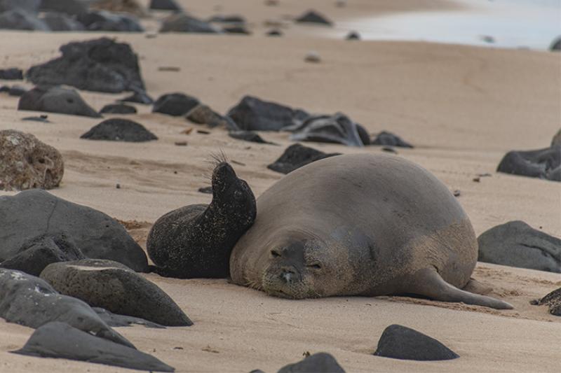 Adult Hawaiian monk seal and her pup resting on the beach around rocks.