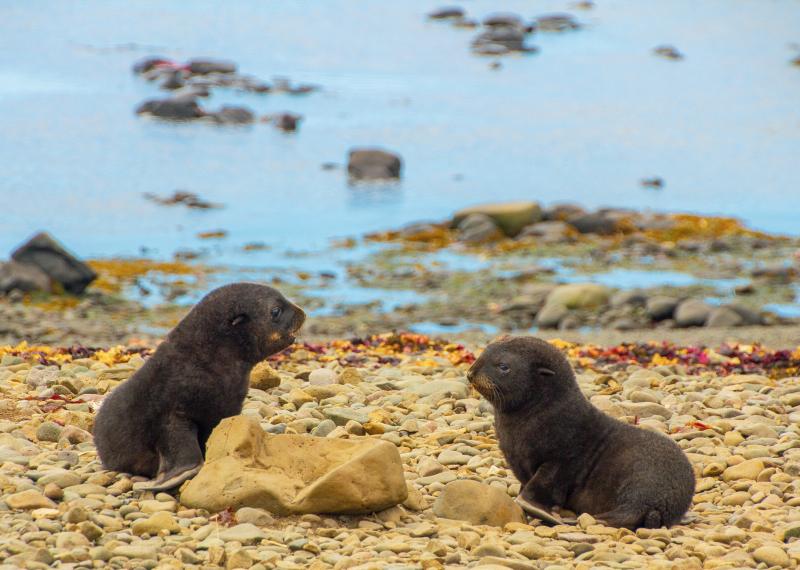 fur seal pups on rocky beach, Antarctica 