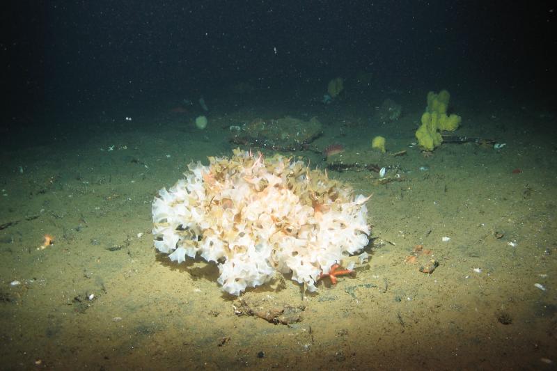 An isolated living white glass sponge on the seafloor